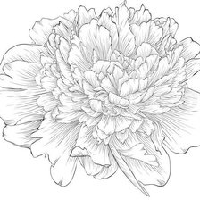 Схема вышивки «пион монохром»