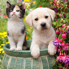 Схема вышивки «Gato y perro»