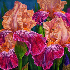 Схема вышивки «kosatce»