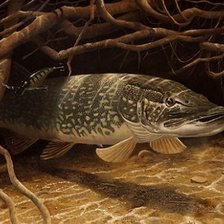 Схема вышивки «Щука в засаде»