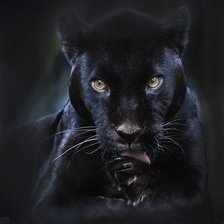 Схема вышивки «кииса)))»