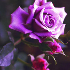 Rosa Púrpura