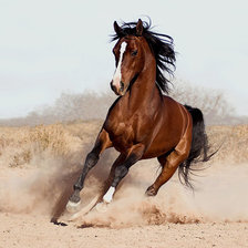 Конь в беге