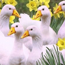 Схема вышивки «№1595997»