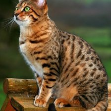 Схема вышивки «котэ»