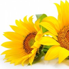 Схема вышивки «подсолнухи 1 из 2»