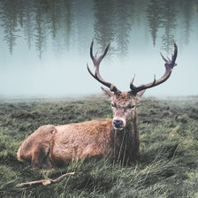 Схема вышивки «олень»
