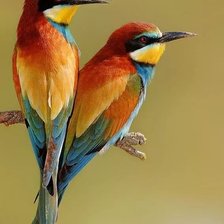 Схема вышивки «Ткачики»