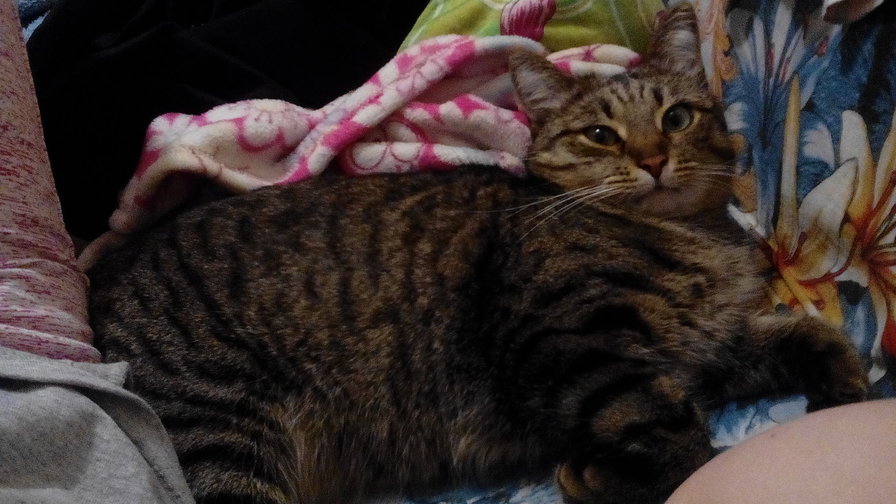 Александра - санчас - оригинал