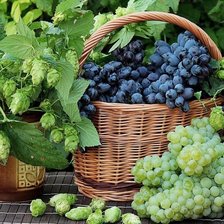 Схема вышивки «Виноград»