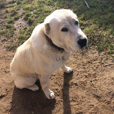 Схема вышивки «Саванна»