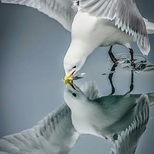 Схема вышивки «ЧАЙКА»