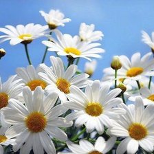 ромашковое поле