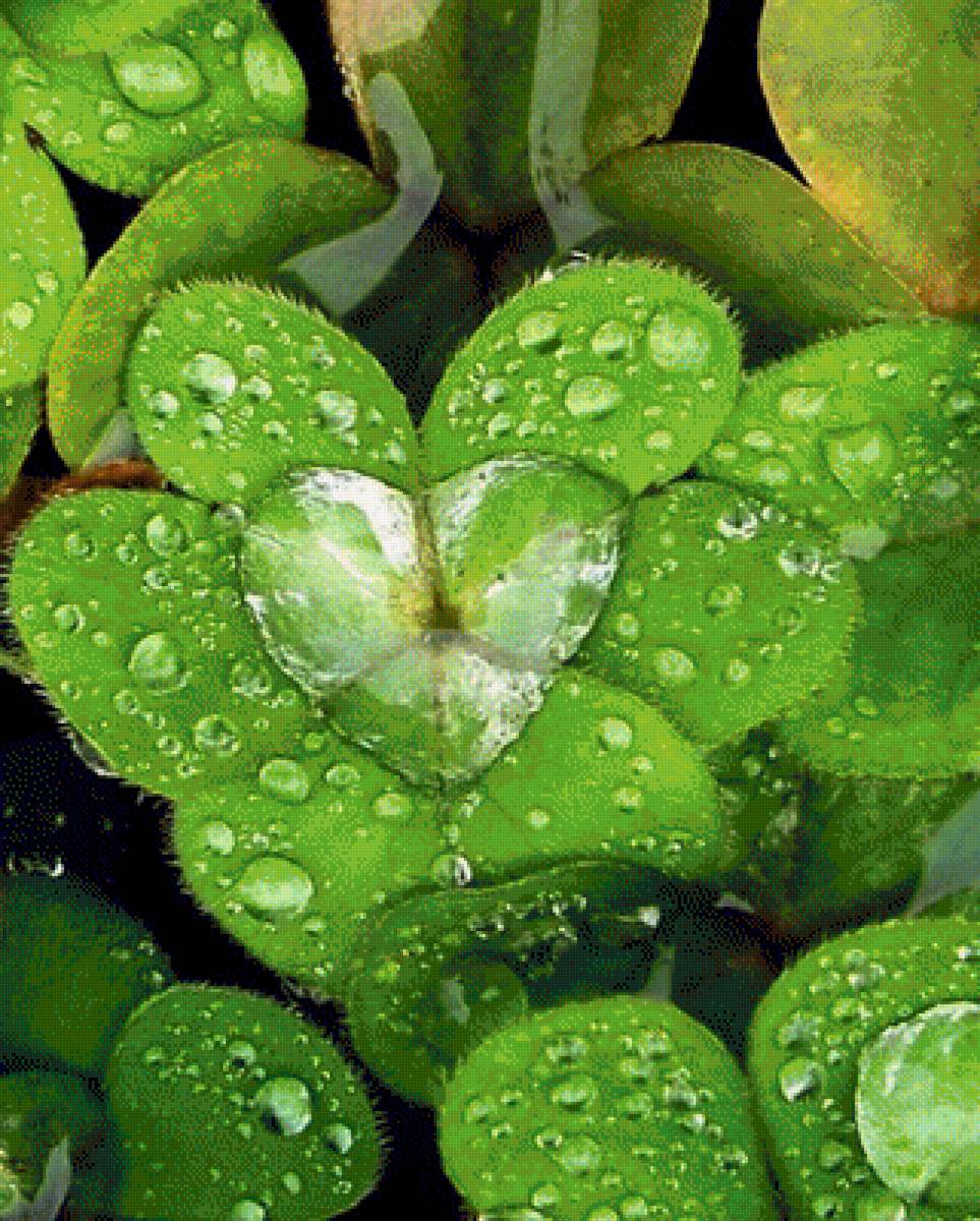 РОСА - природа, роса - предпросмотр