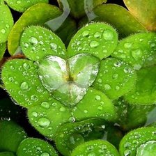 Схема вышивки «РОСА»