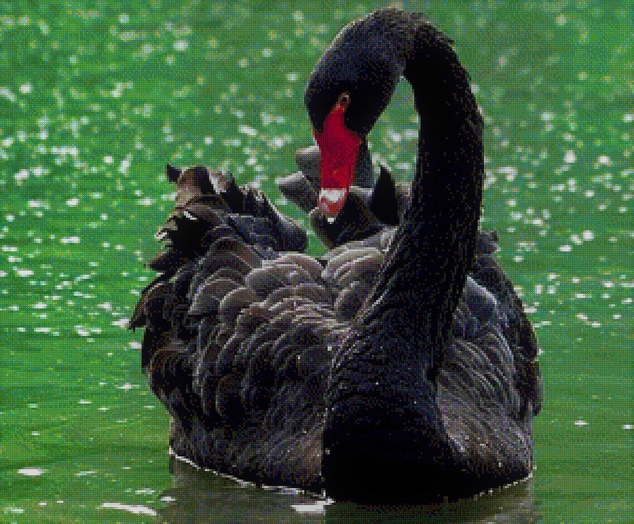 ЧЕРНЫЙ ЛЕБЕДЬ - лебеди, природа, вода - оригинал