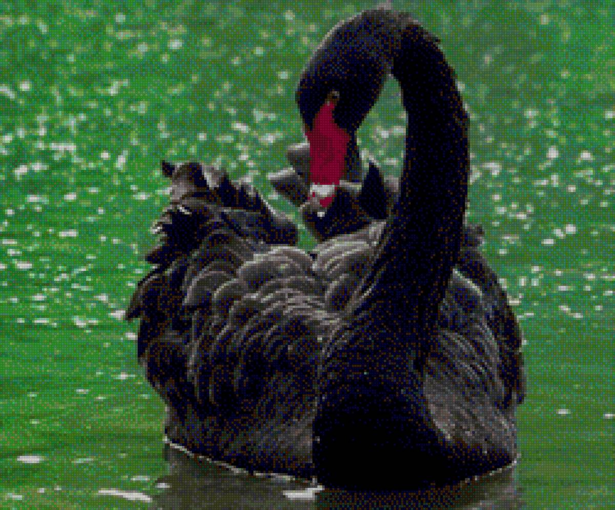 ЧЕРНЫЙ ЛЕБЕДЬ - вода, природа, лебеди - предпросмотр