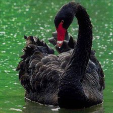 Схема вышивки «ЧЕРНЫЙ ЛЕБЕДЬ»