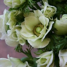 Схема вышивки «Cvety»