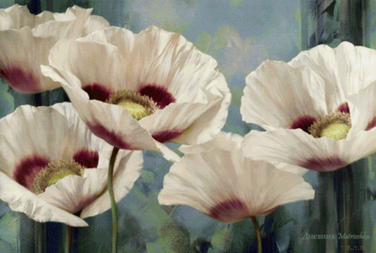 белые маки - цветы, маки - предпросмотр