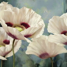 Схема вышивки «белые маки»