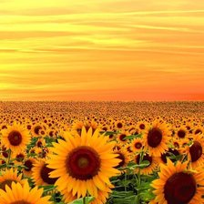 Схема вышивки «цветок солнца»