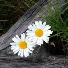 Схема вышивки «Margaridas»