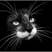 Схема вышивки «Кот»