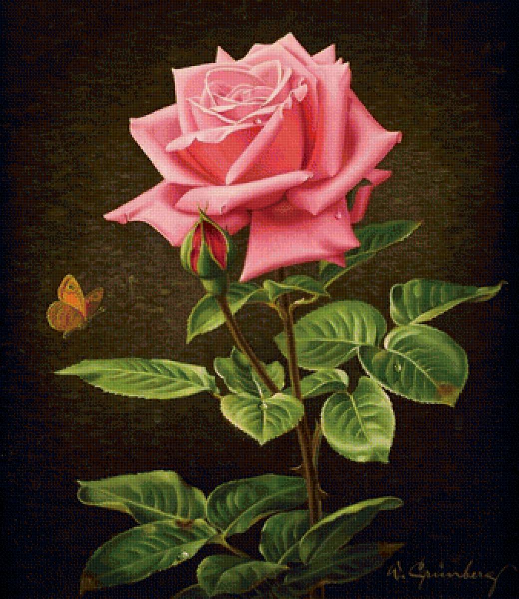 ružová ruža - предпросмотр