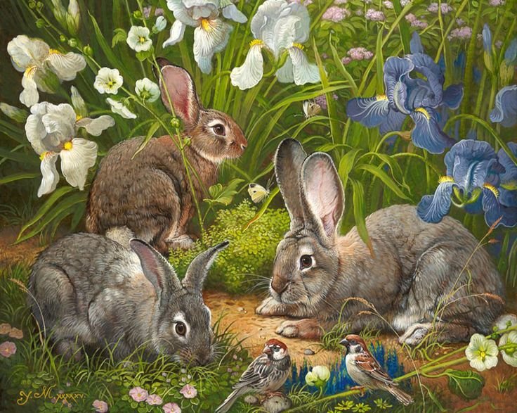 Зайцы - животные - оригинал