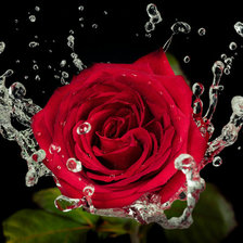 Схема вышивки «Роза»