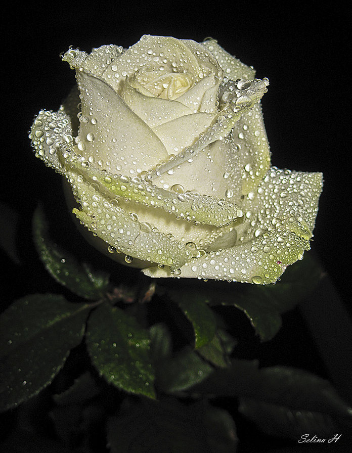 Роза роса - оригинал