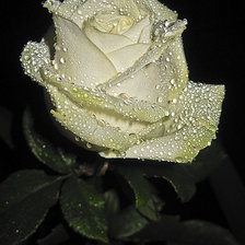Роза роса