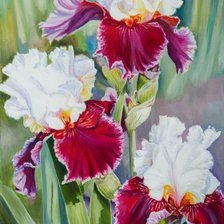 Схема вышивки «ирисы»