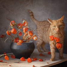 Схема вышивки «Котик»