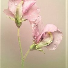 Схема вышивки «ДУШИСТЫЙ ГОРОШЕК»