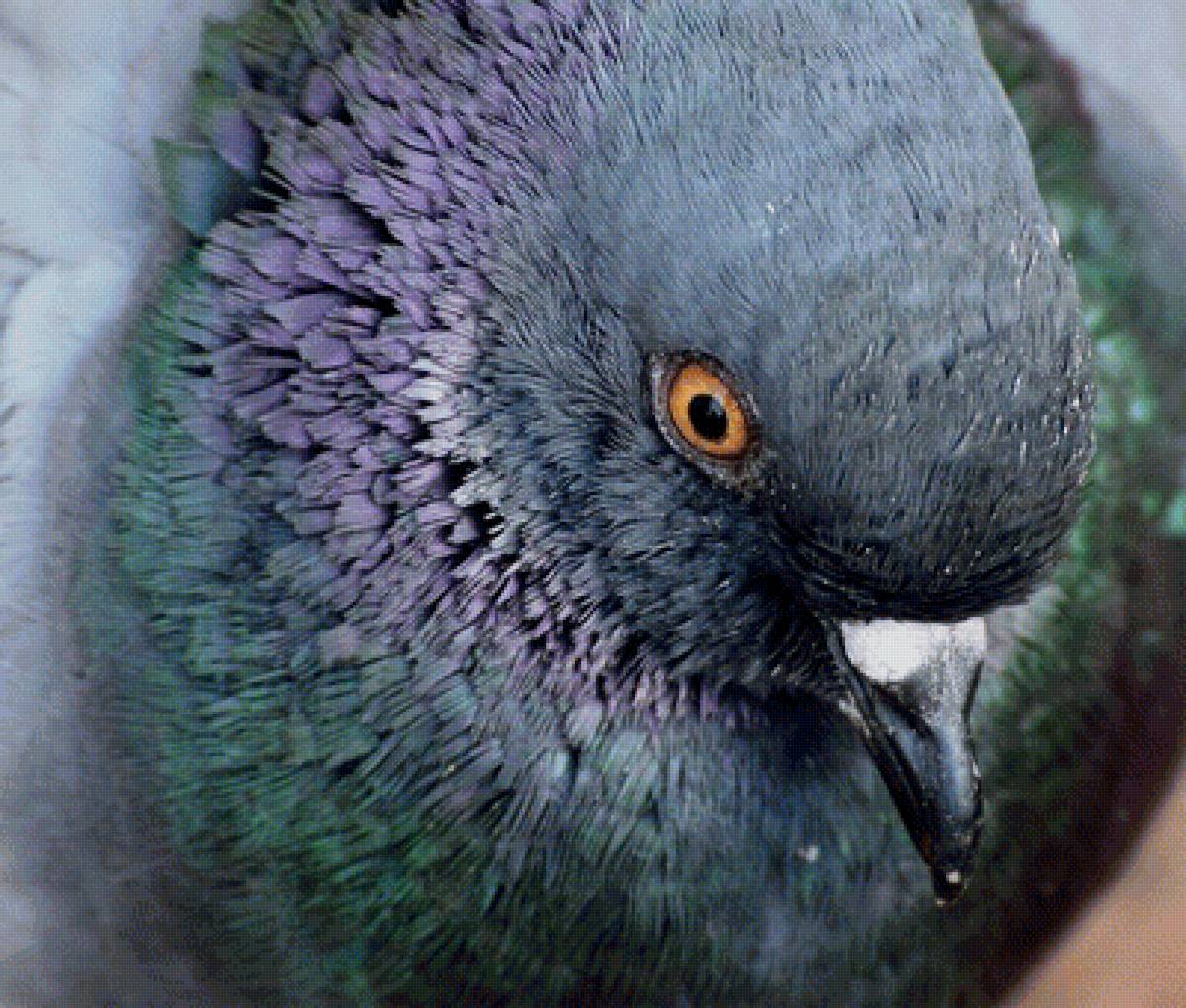 Голубь - птицы - предпросмотр