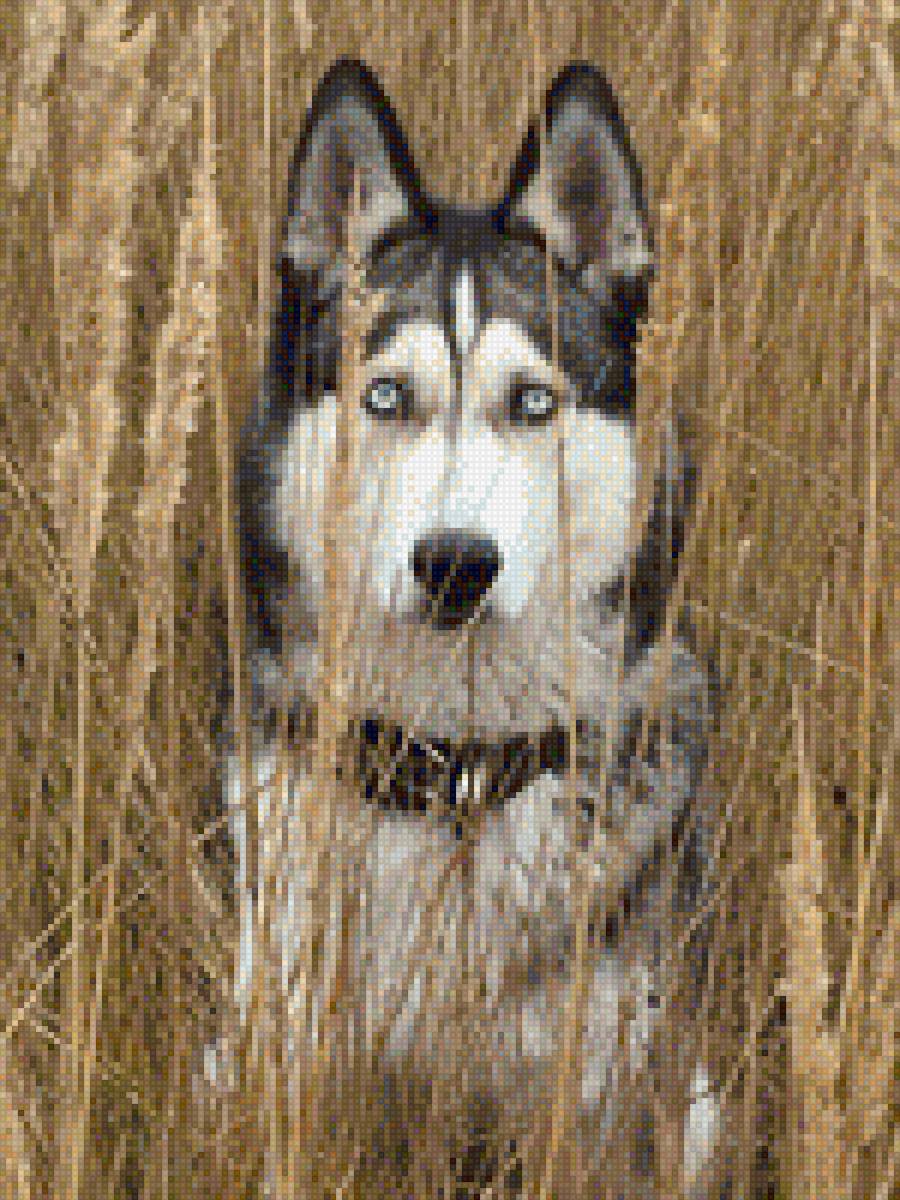 Грэй в траве - предпросмотр