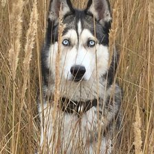 Схема вышивки «Грэй в траве»