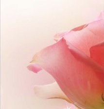 Схема вышивки «розы триптих 1»