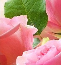 Схема вышивки «розы триптих 2»