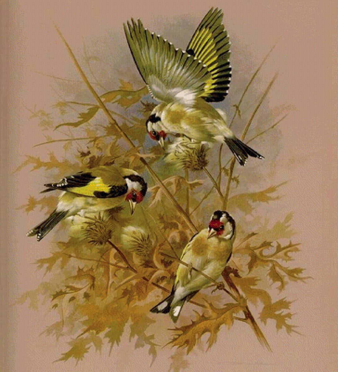 stehlíci - предпросмотр