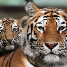 Схема вышивки «Тигры»