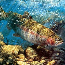 Схема вышивки «Рыба»