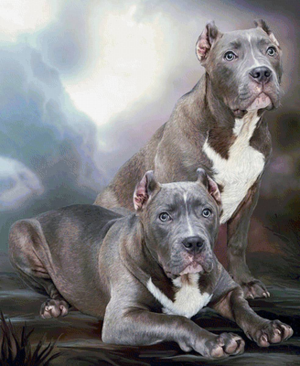 Собаки - животные - предпросмотр