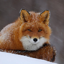 Схема вышивки «№1605735»