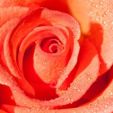 Схема вышивки «Роза крупная»