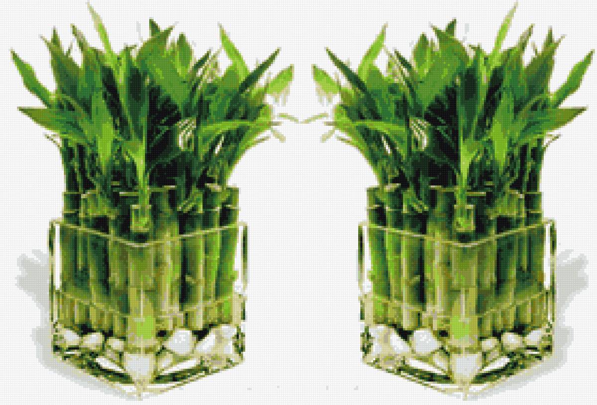 бамбук в квадратной вазе - цветы, бамбук - предпросмотр