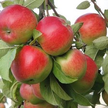 Схема вышивки «№1606601»