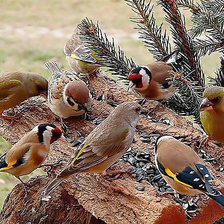 Схема вышивки «ptasia stołówka»